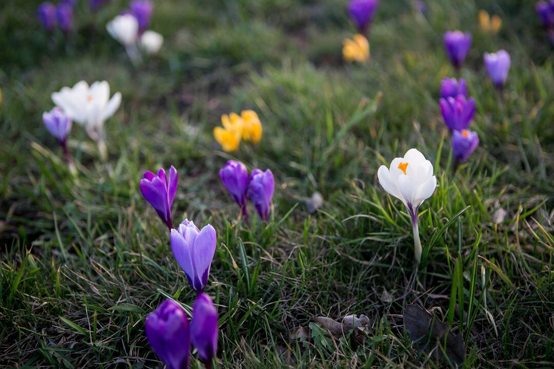 Savanorių prospekto sankryžoje pražydo gėlės