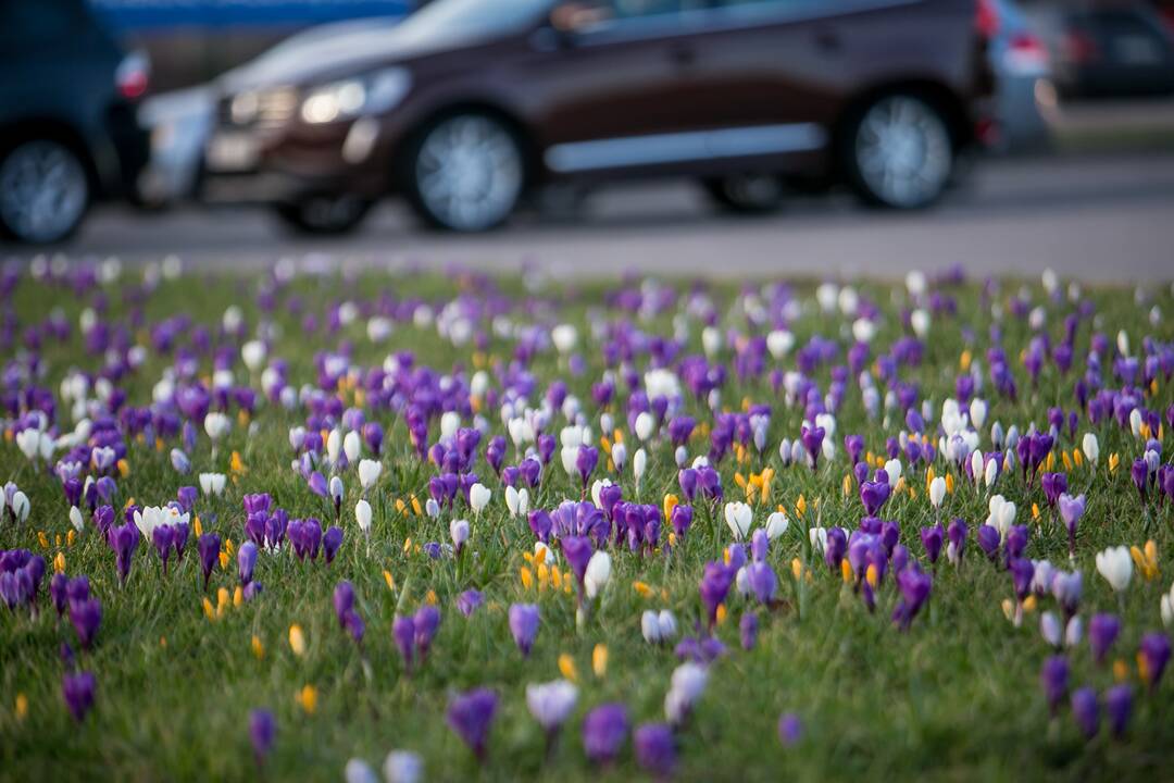 Savanorių prospekto sankryžoje pražydo gėlės