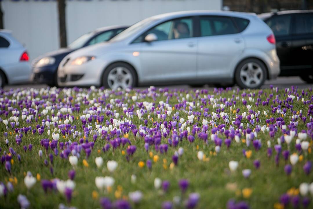 Savanorių prospekto sankryžoje pražydo gėlės