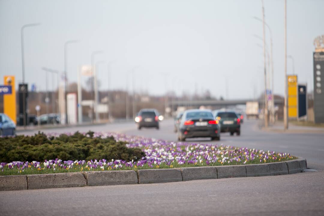 Savanorių prospekto sankryžoje pražydo gėlės