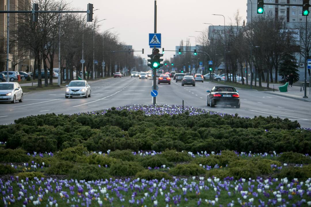 Savanorių prospekto sankryžoje pražydo gėlės
