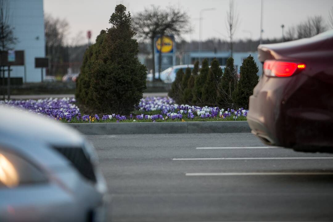 Savanorių prospekto sankryžoje pražydo gėlės
