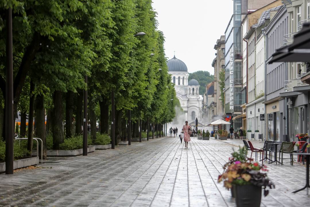 Joninių dieną – liūtis Kaune