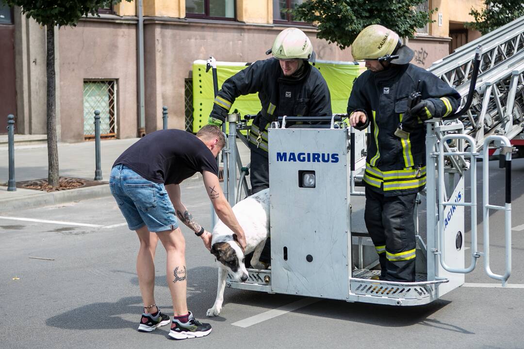 Šuns gelbėjimo operacija Miško gatvėje