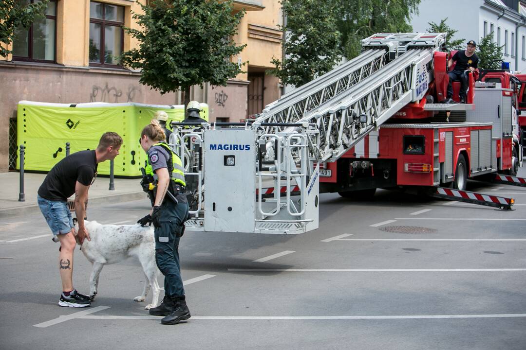 Šuns gelbėjimo operacija Miško gatvėje