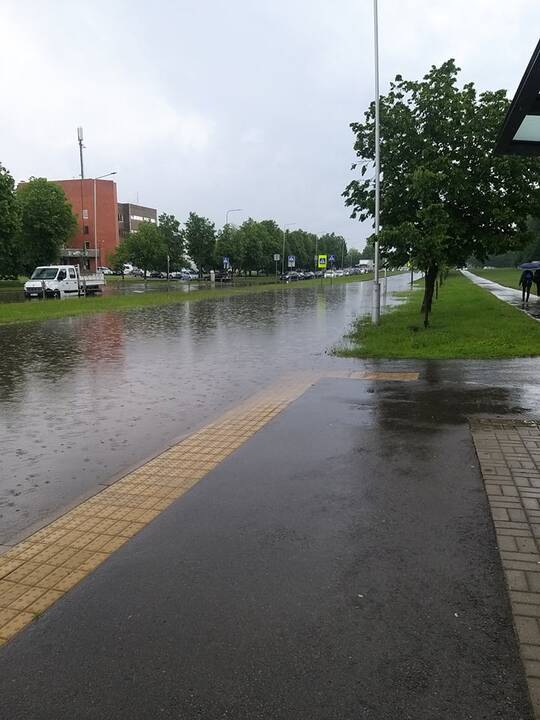 Liūtis ir kruša Kaune