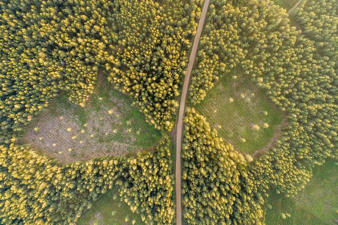 Aplinkosaugos koalicija: Vyriausybė nesilaiko pažado saugoti miškus