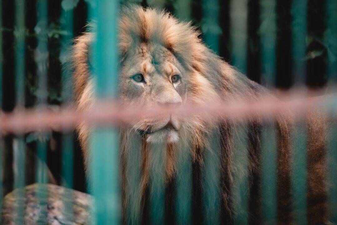 Kauno tardymo izoliatoriaus nuteistieji tvarkys zoologijos sodo aplinką