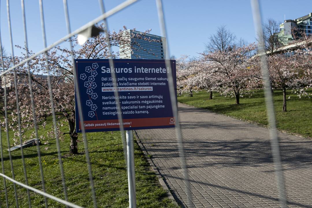 Vilniaus sakurų parke pasiektas naujas rekordas