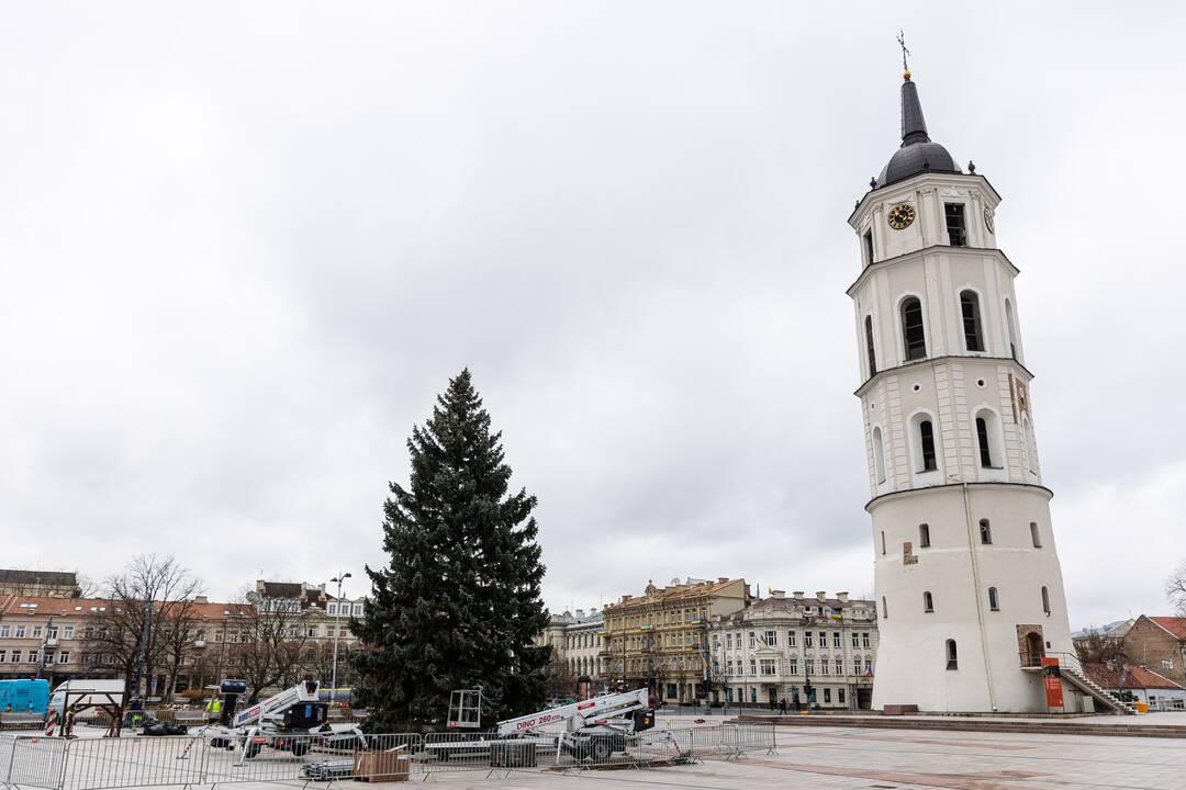 Vilniuje pradėta statyti Kalėdų eglė