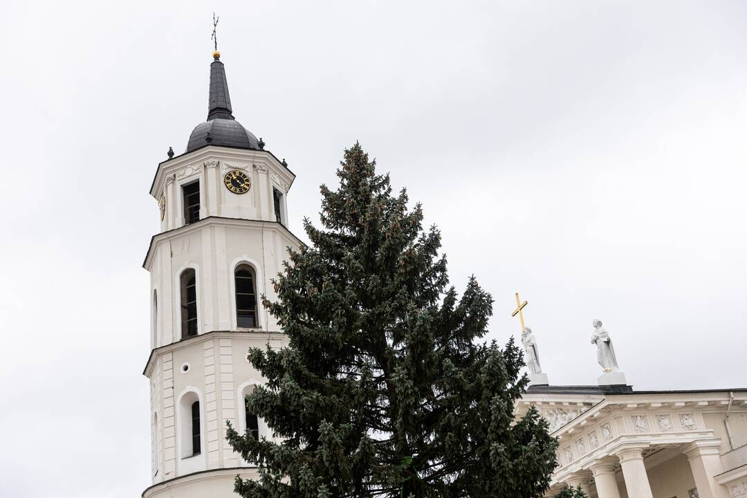 Vilniuje pradėta statyti Kalėdų eglė