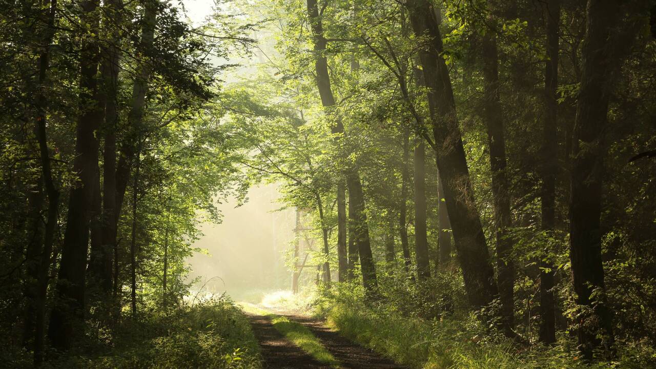 Šilutė dėl sausros įveda draudimą lankytis miškuose, skelbia ekstremalią situaciją