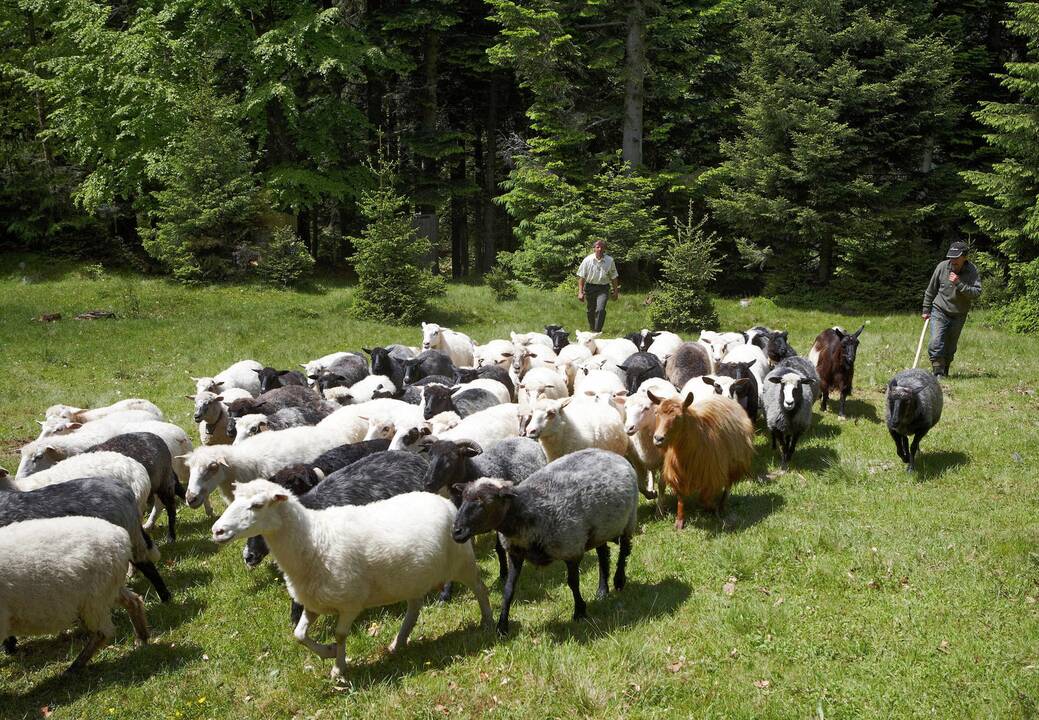 Šimtmečius gyvuojančiai tradicijai Rumunijoje iškilo grėsmė