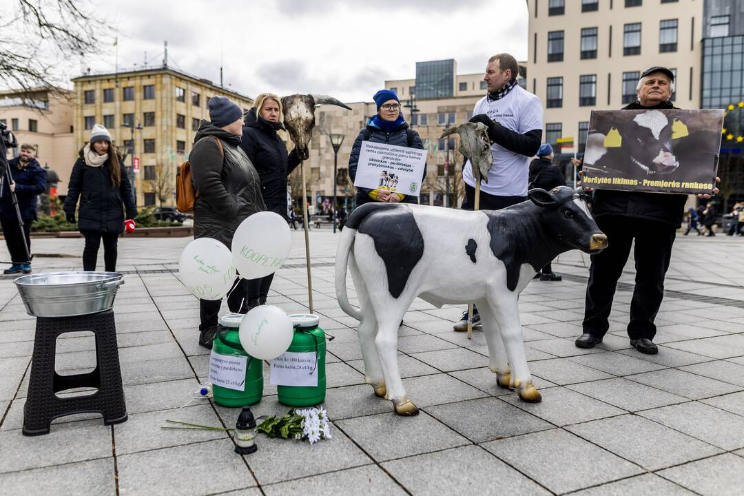 Prie Vyriausybės – ūkininkų protestas dėl pieno supirkimo kainų