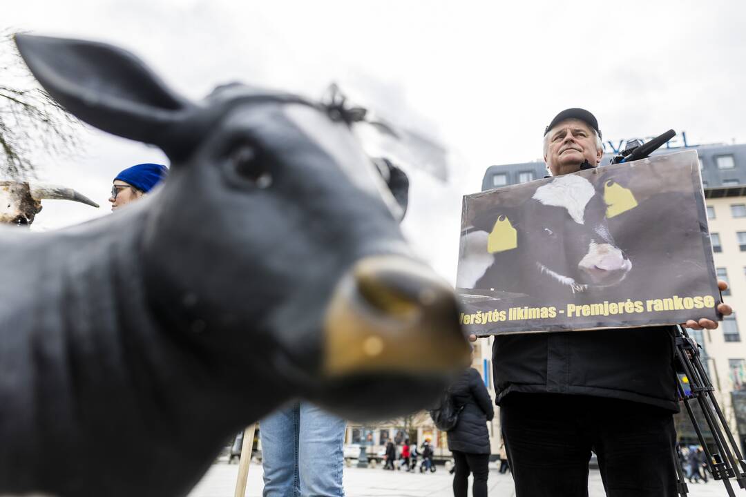 Prie Vyriausybės – ūkininkų protestas dėl pieno supirkimo kainų
