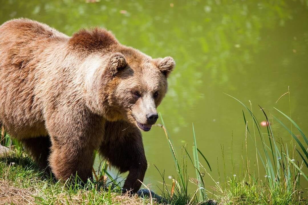 Rumunijoje nušauta į miestą atklydusi meška