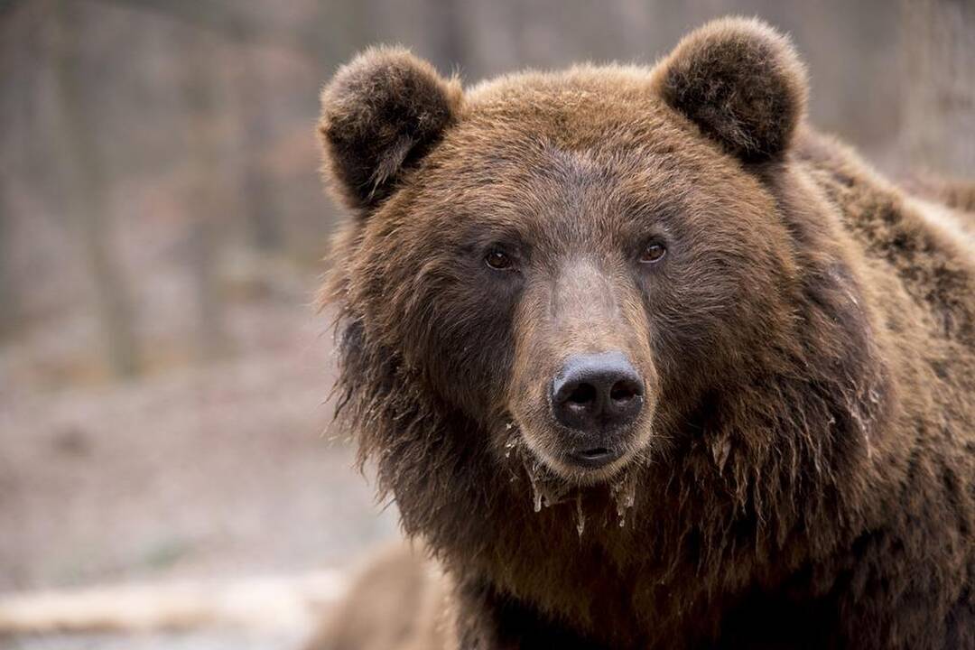 Sibire lokys užpuolė du švyturio prižiūrėtojus, vienas žuvo