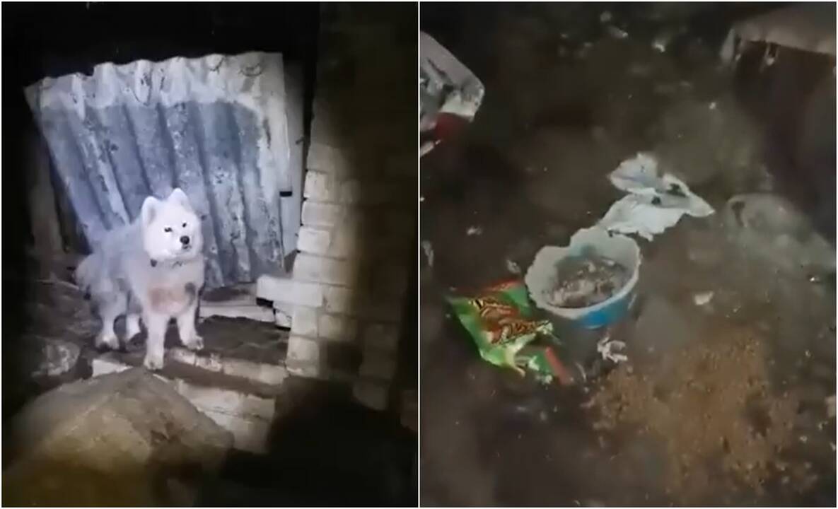 Gyvūnų globėjai Kretingos rajone išgelbėjo dar šešis šunis