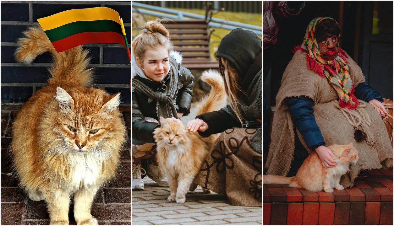 Įžymybė: Kretingos kultūros centras iš kažkur kas rytą atkeliaujantį katiną vadina centro simboliu. Garfildu pramintas katinas dalyvauja visuose vietos renginiuose.