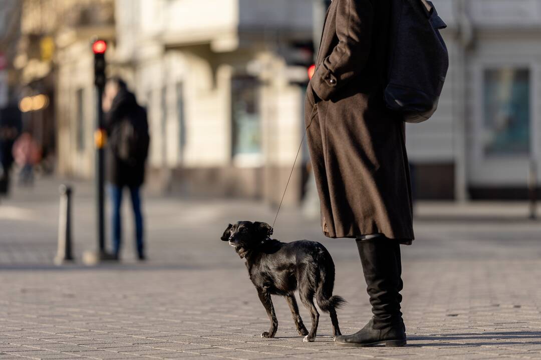 Sausį Vilniuje – pavasariška šiluma