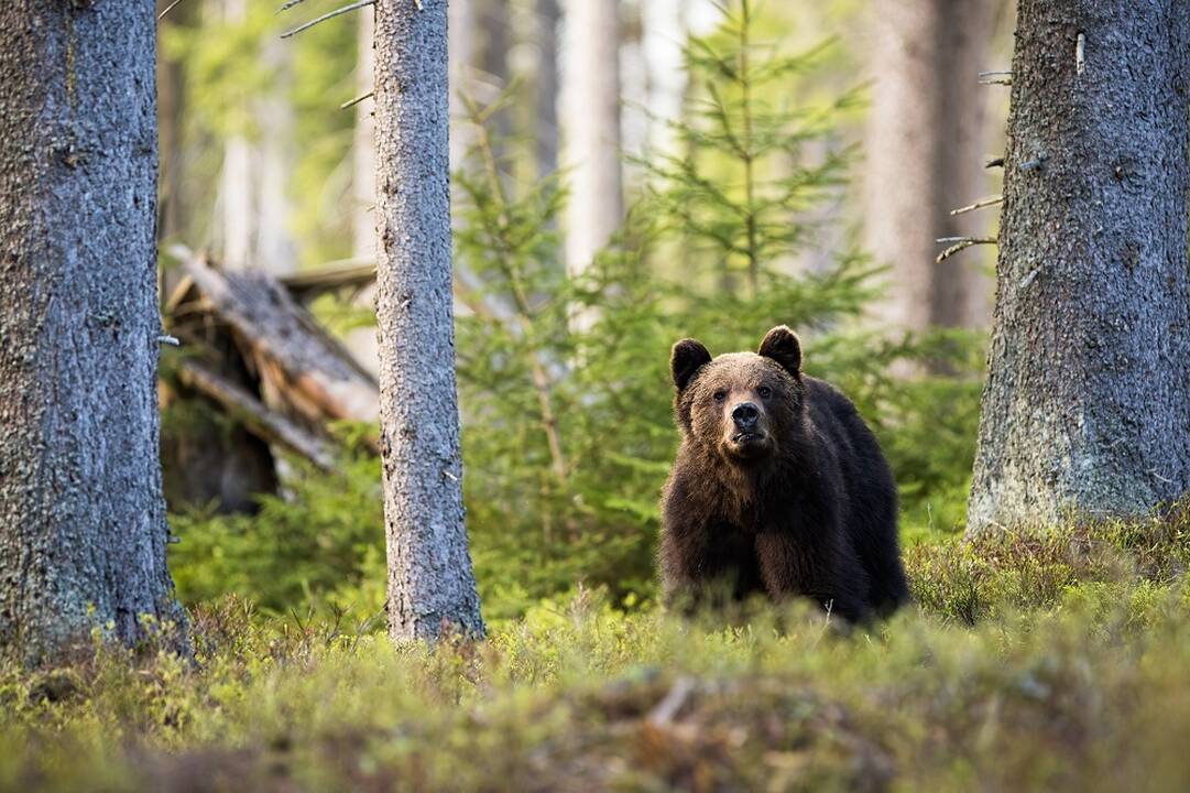 Naktį per Nemuną iš Baltarusijos į Lietuvą atplaukė meška
