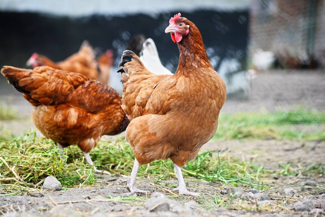 Apriboti naminių paukščių galimybę laisvai judėti lauke privaloma visiems paukščių laikytojams