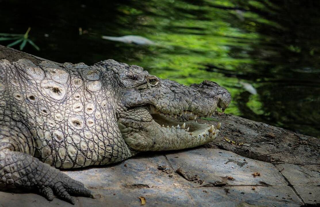 Australijoje didžiulio krokodilo pilve aptikti žmogaus palaikai