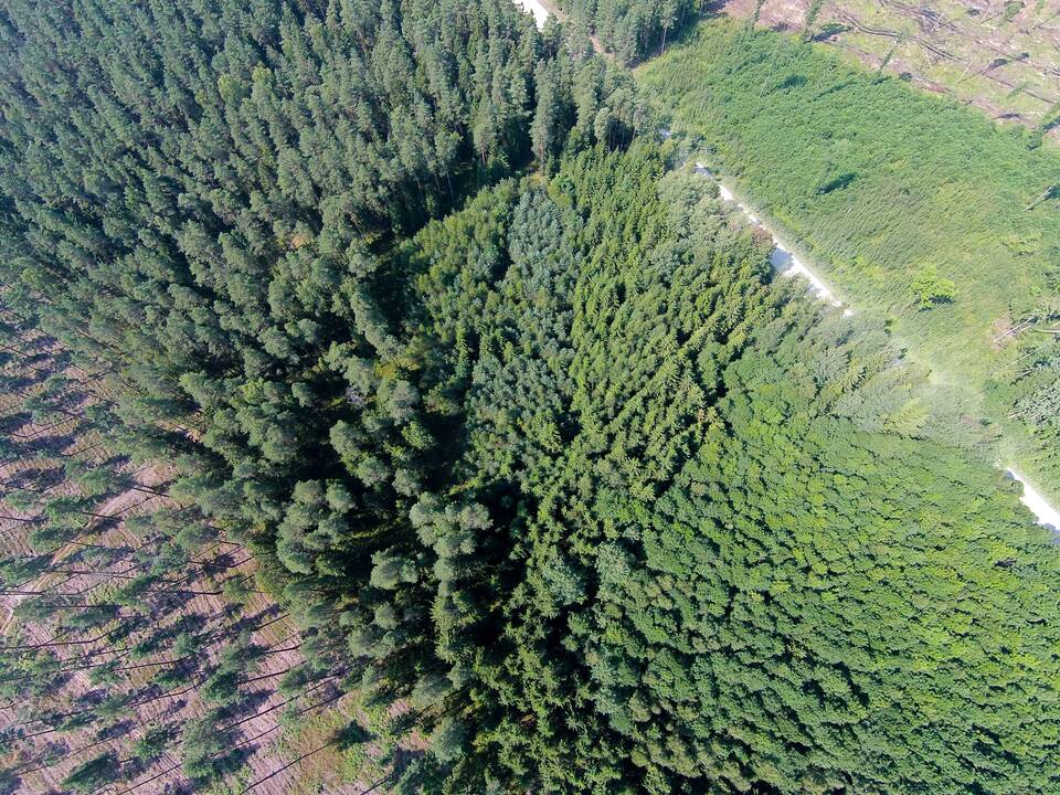 Aplinkosaugininkų kantrybė išseko – traukiasi iš miškų susitarimo