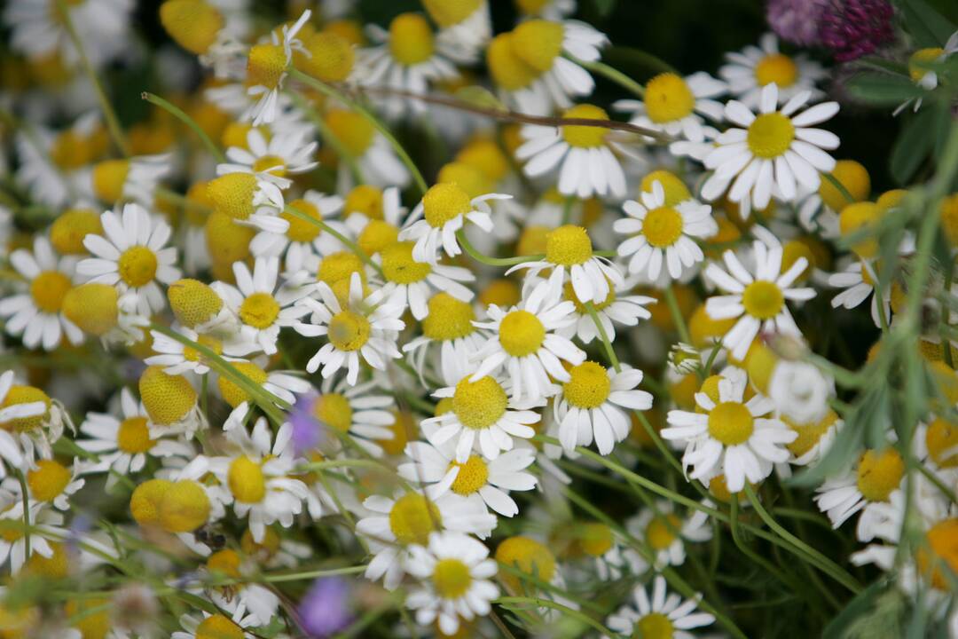 Dermatologė: ekologiška kosmetika tiks ne kiekvienam