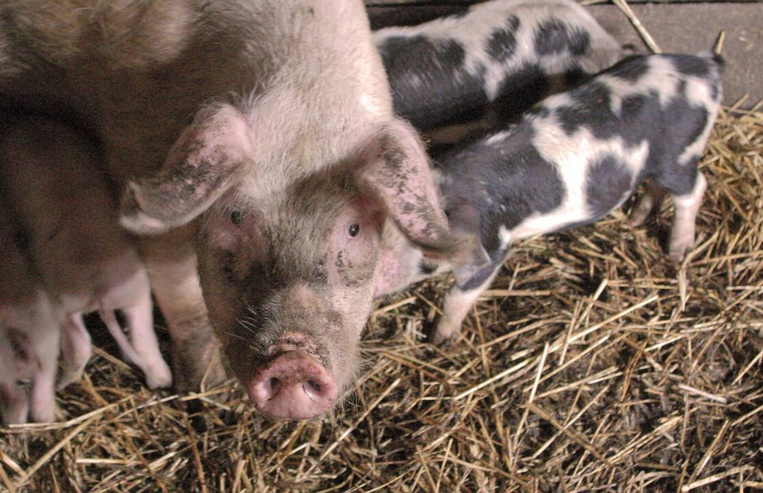 Lenkijoje fiksuojami nauji afrikinio kiaulių maro židiniai komerciniuose ūkiuose