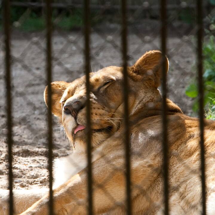 Zoologijos sode apgyvendinti liūtukai išgelbėjo liūtę nuo vienatvės
