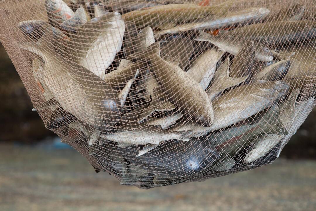 ŽŪM: sutarta dėl žvejybos kvotų Baltijos jūroje 2017 metais
