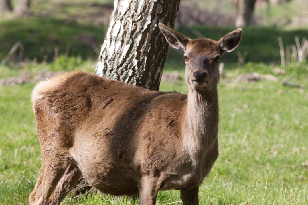 Dažniausi susidūrimai su laukiniais žvėrimis – Vilniaus rajone ir mieste