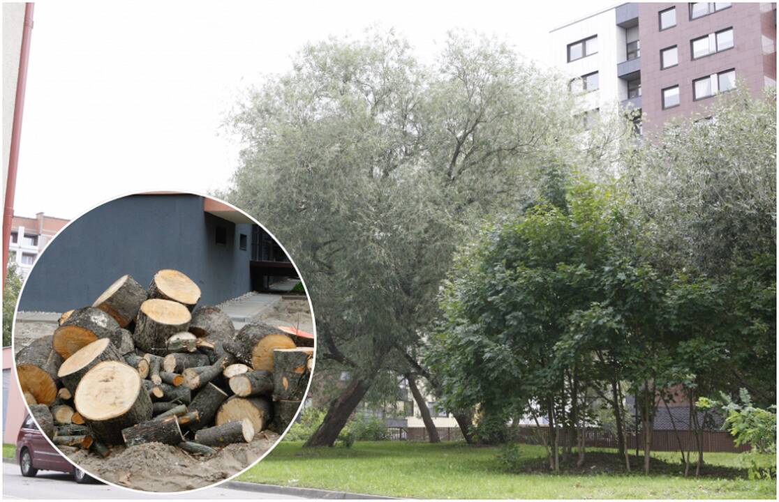 Sukapos: vėtros išverstą medį Rumpiškės gatvėje darbininkai jau supjaustė ir netrukus išveš iš kiemo.
