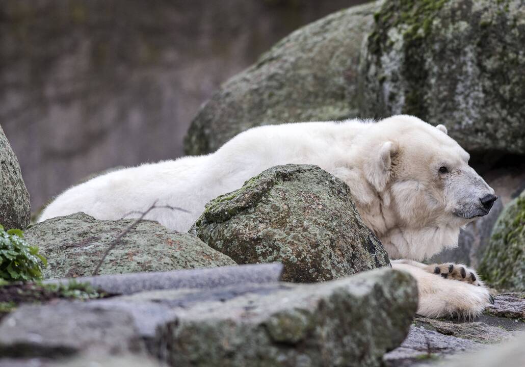 Berlyno zoologijos sode nugaišo seniausia Europoje baltoji lokė