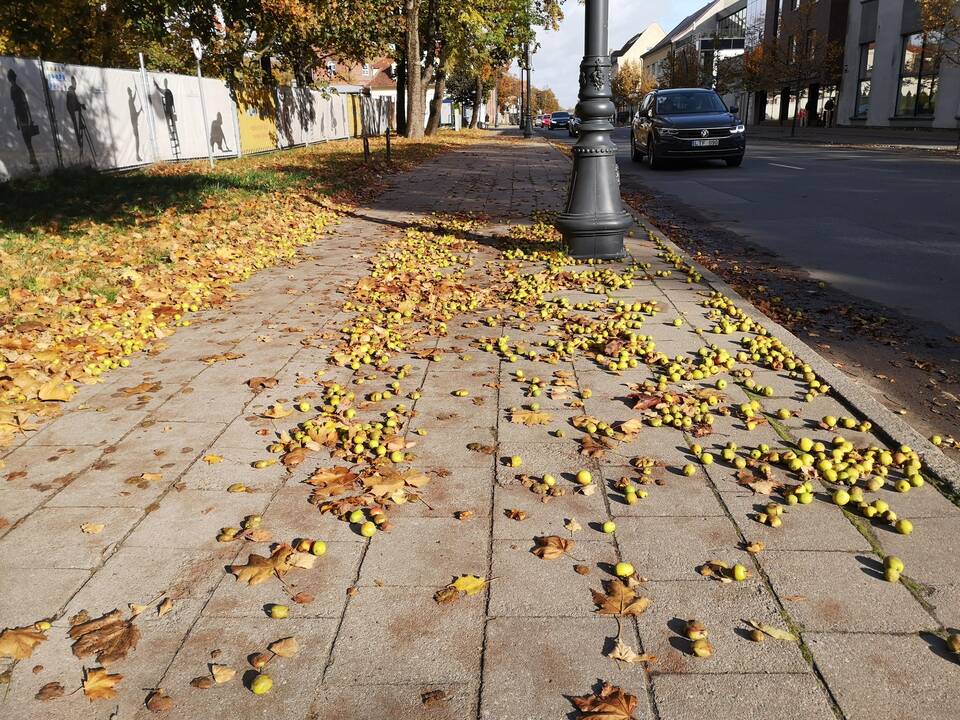 Prikrito: kai kurie miestiečiai baiminasi – grėsmę kelia po kojomis krentantys obuoliukai.