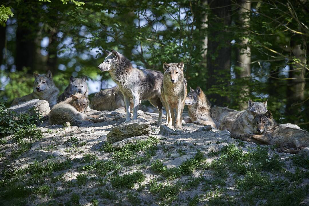 Procesas: įprastai, siekdami įbauginti savo auką, vilkai puola gaujomis, o ne po vieną.