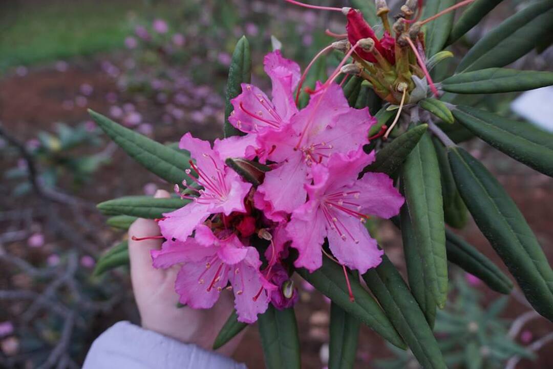 Kaune ruduo sprogdina rododendrų žiedus