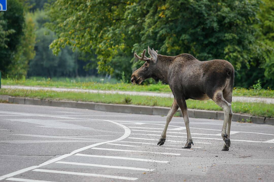 Seimo narys: valstybė turėtų padengti nuostolius kelyje susidūrus su gyvūnais