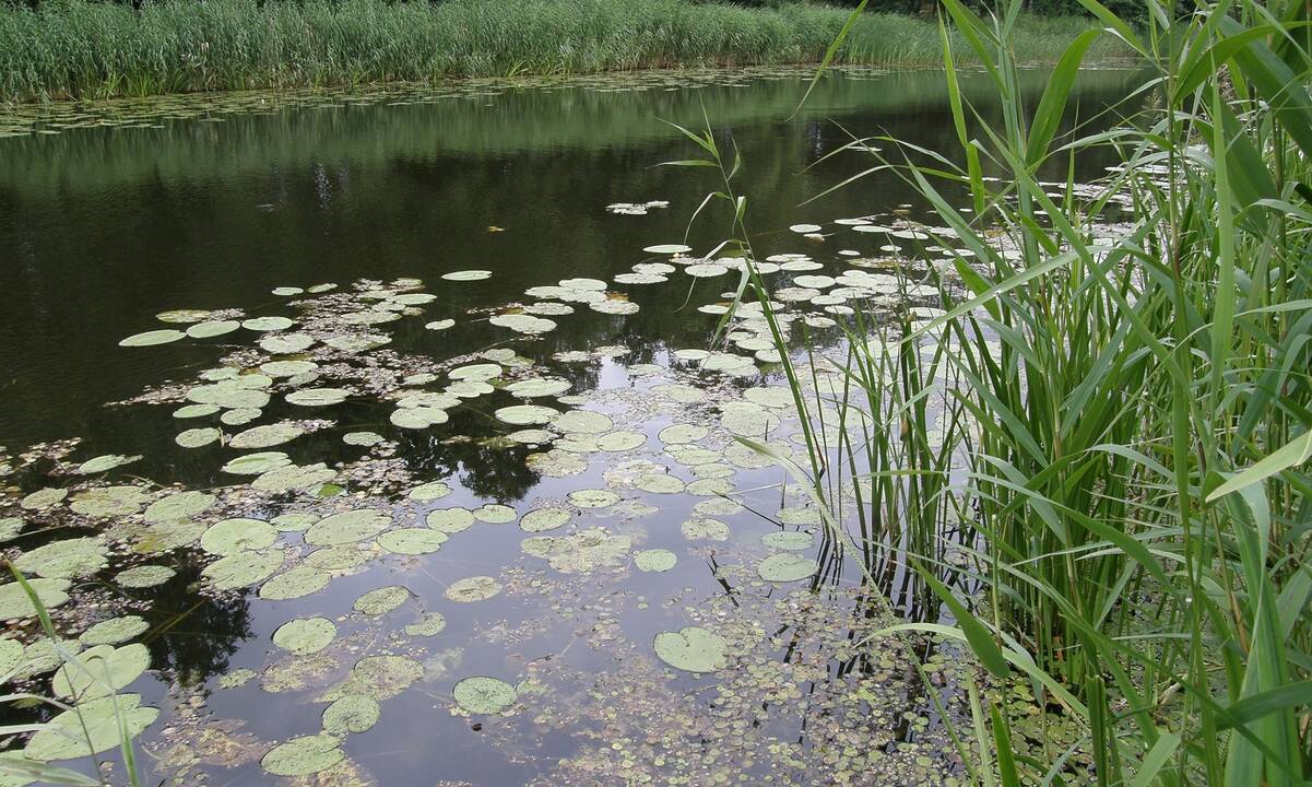 Realybė: kanalo pakrantes okupuoja augalai.