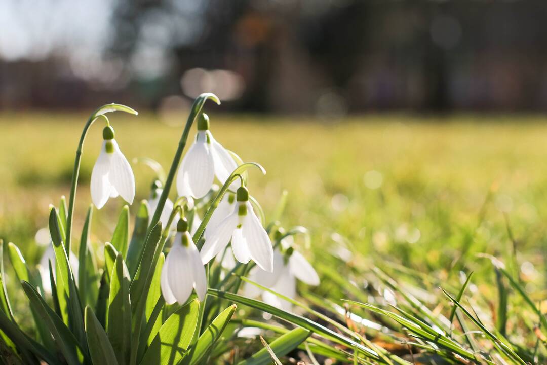 Orai: saulėtų dienų periodas tęsis ir toliau