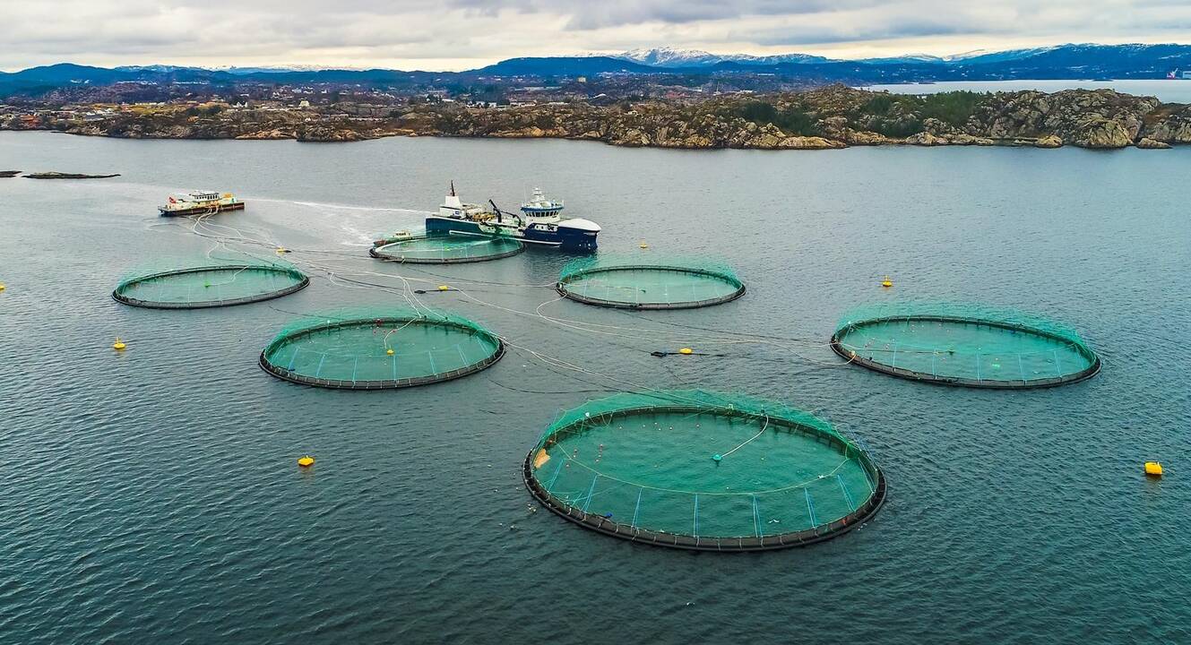 Specifika: iš išorės Norvegijos žuvų augintojų fermos fiorduose atrodo gražiai, bet jose slypi ir daugybė problemų.