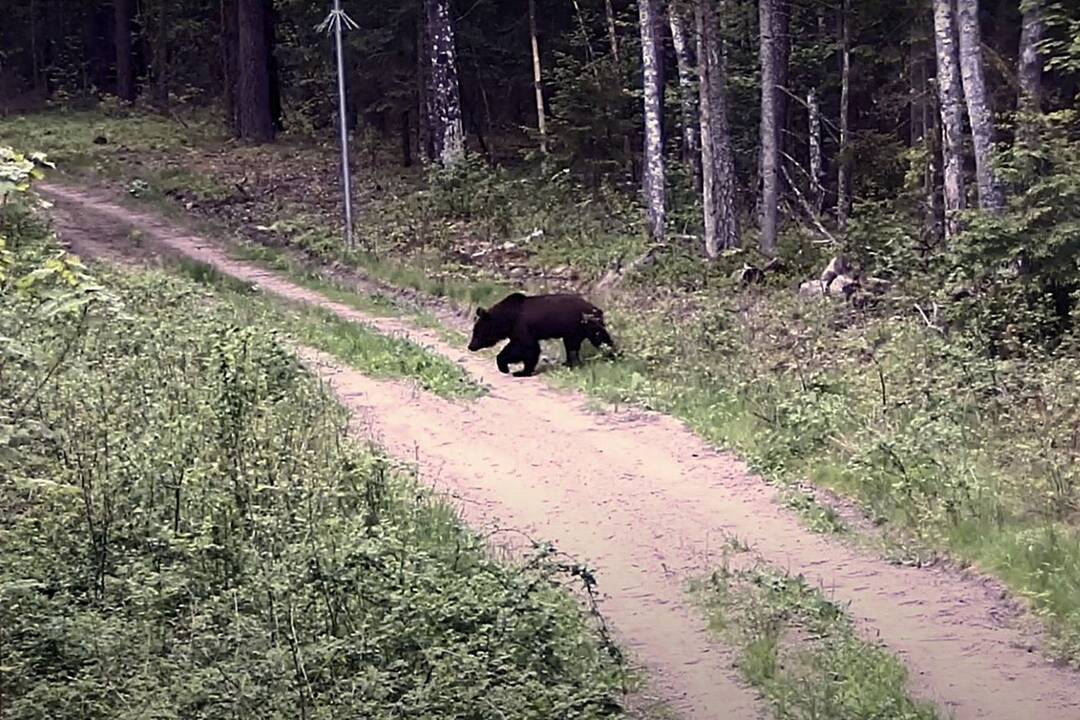 Iš Baltarusijos į Lietuvą vėl atklydo meška: užfiksuota Čepkelių rezervate