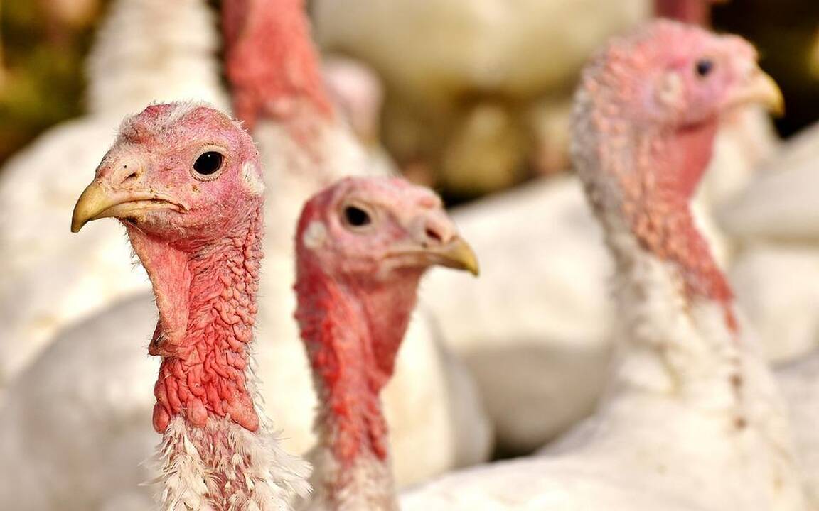 Gripu užkrėsta lenkiška paukštiena į Lietuvą nepatenka