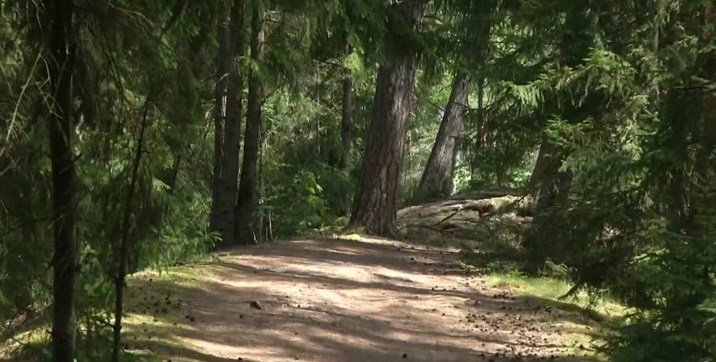 Girulių miškas – ypatingas: galėtų tapti pirmuoju savivaldybės saugomu draustiniu