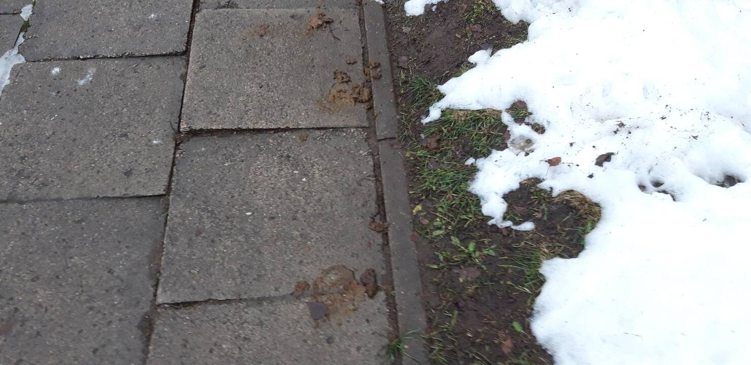 Ši moteris savo augintinio išmatas surinko