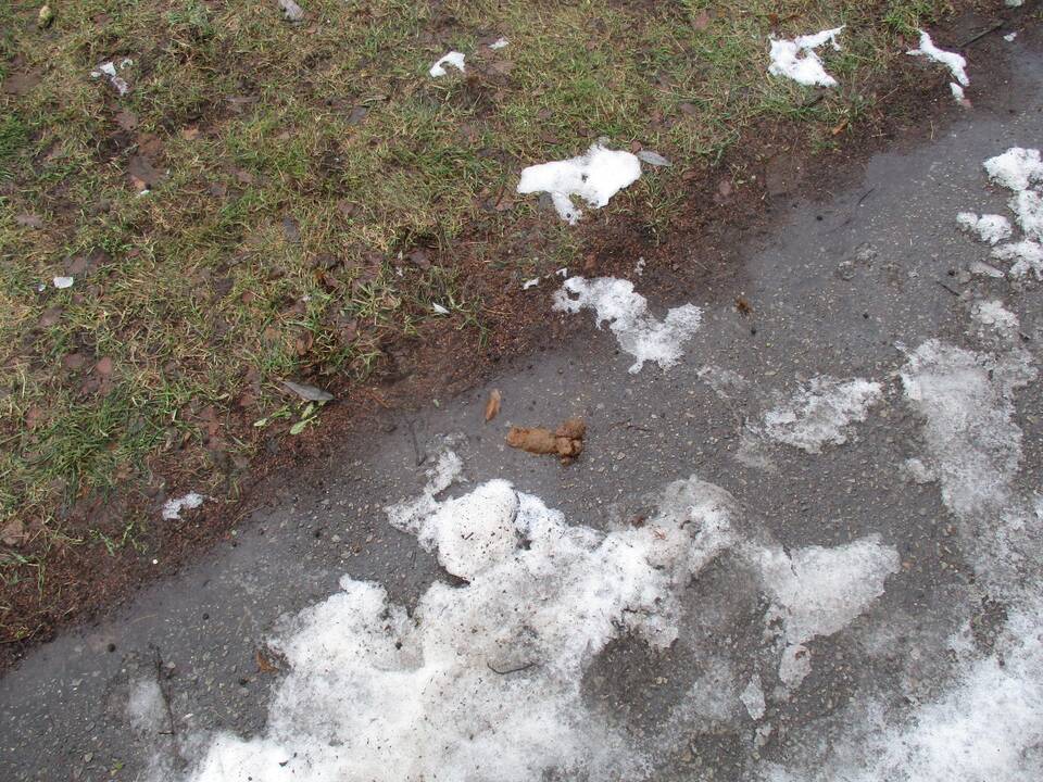 Ši moteris savo augintinio išmatas surinko