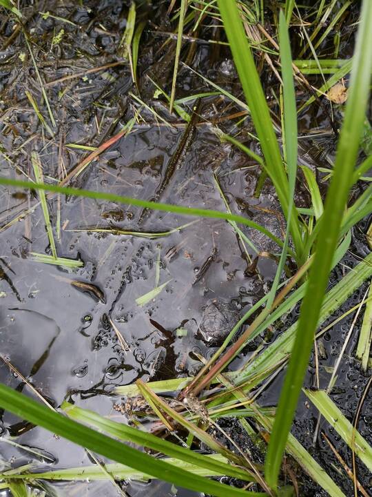 Raudonpilvės kūmutės ir baliniai vėžliai paleisti į gamtą
