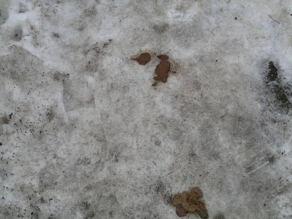 Ši moteris savo augintinio išmatas surinko