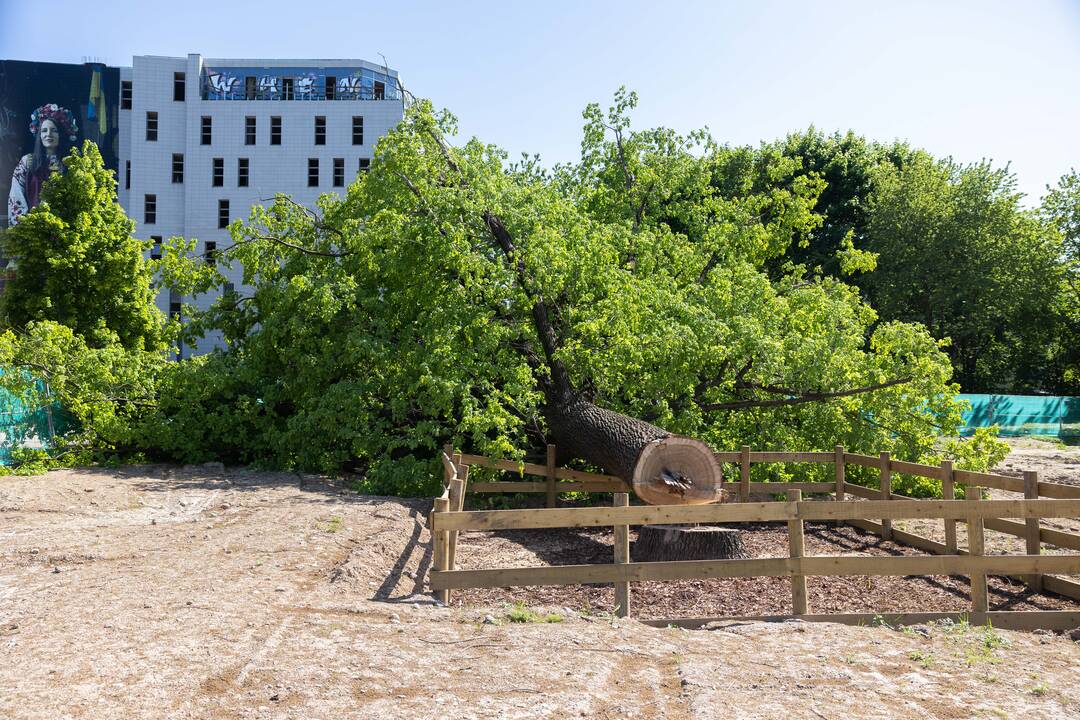 Sostinės centre nukirstas šimtametis ąžuolas